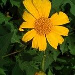 Tithonia diversifolia Blomst