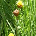 Trifolium badium Kabuk