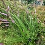 Liatris pycnostachya Hábito