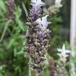 Lavandula dentata Květ