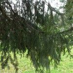 Picea breweriana Folha