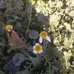 Anthemis tomentosa Other