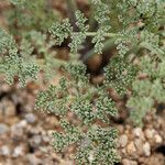 Lomatium mohavense Агульны выгляд