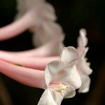 Rhododendron solitarium