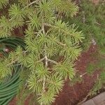 Cedrus libani Blad