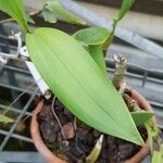 Dendrolirium lasiopetalum Leaf