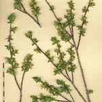 Salix caesia Mosusu