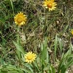 Helianthella californica Flower