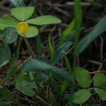 Arachis pintoi autre