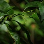 Solanum bahamense Otro