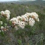 Ceanothus crassifolius Агульны выгляд