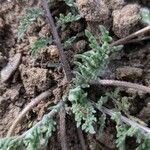 Chaenactis glabriuscula Otro