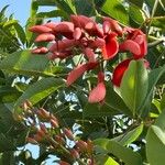 Erythrina crista-galli Цвят