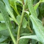 Dimorphotheca fruticosa বাকল