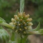 Filago pyramidata Maua