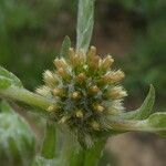 Filago pyramidata Flower