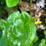 Galax urceolata Leaf