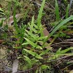 Lindsaea ensifolia Habitus