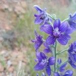 Delphinium staphisagria Frucht