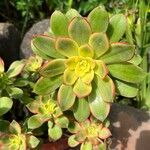 Aeonium decorum 葉