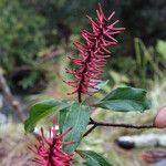 Faurea forficuliflora Λουλούδι