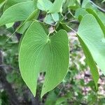 Colophospermum mopane Folla