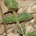 Veronica orsiniana Blatt