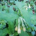 Symphytum tuberosum Flower