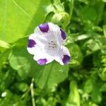 Nemophila maculataКветка