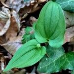 Maianthemum bifolium Лист