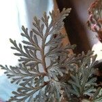 Selaginella erythropus List