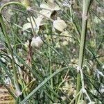 Gomphocarpus integer Fiore