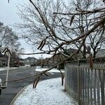 Corylus americana Плод