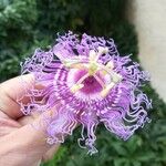 Passiflora incarnata Blomma