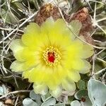 Wigginsia sessiflora Flor