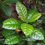 Myrica pubescens Blad