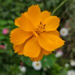 Cosmos sulphureus Flower