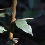 Flacourtia indica Rinde