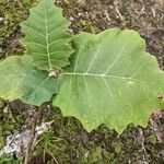 Solanum quitoense Levél