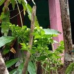 Capsicum frutescens Habit