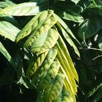 Theobroma cacao Leaf