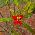 Euphorbia punicea 花