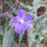 Anchusa azurea Цветок