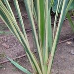 Phormium tenax Leaf