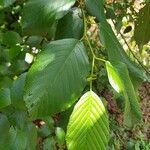 Alnus acuminata Leaf