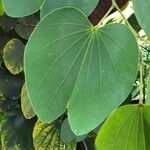 Bauhinia purpurea Levél