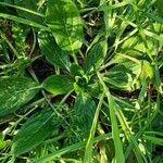 Echium plantagineum Natur