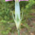Dianthus pungens Arall