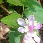 Polygala californica 花