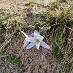 Crocus carpetanus Blüte